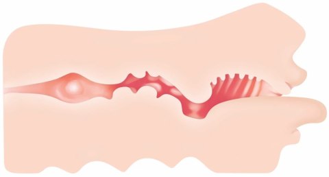 Evolved Real Mouth model anatomiczny z realistyczną powierzchnią 16 cm