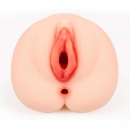 Kokos Bellana L - Model anatomiczny z rozbudowaną strukturą wnętrza