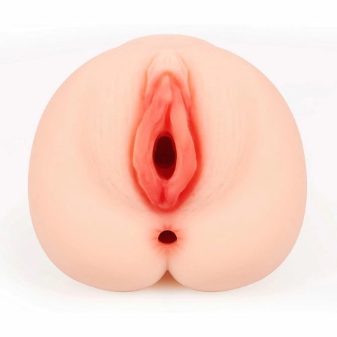 Kokos Bellana L - Model anatomiczny z rozbudowaną strukturą wnętrza